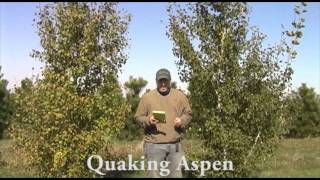 Quaking Aspen [upl. by Japha]