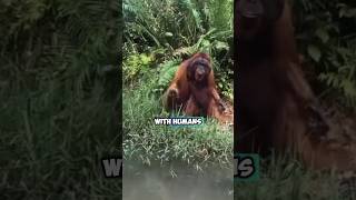 Orangutans Interactions with Humans in Nature Surprising and Fun Moments [upl. by Shaver]