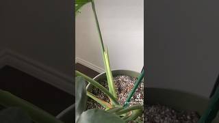 New growth from Monstera Plant💚🌱plants plants monstera indoorplants houseplants houseplant [upl. by Boote]