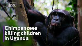 Chimps have killed or injured dozens of children in Uganda [upl. by Chemush]