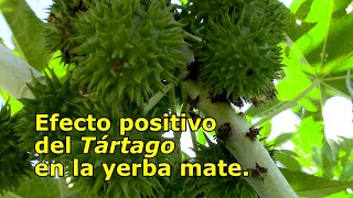 Tártago  Efecto positivo en la yerba mate [upl. by Leakim]