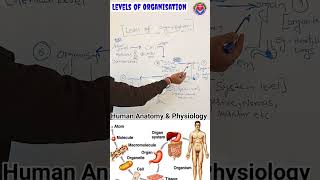 Levels of Structural Organisation l Introduction to human body bpharmacy dpharmnotes pharmacy [upl. by Siraf673]