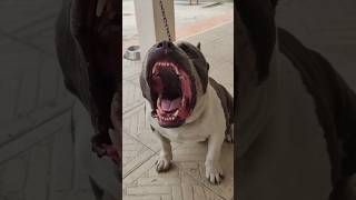 Dogs Barking And Howling Compilation 2 😂❤️funny dog animals pets cute [upl. by Abel625]