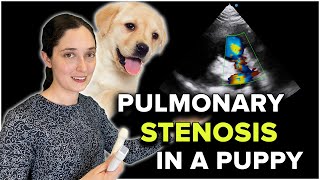 Veterinary Echocardiography Pulmonary Stenosis in a Puppy [upl. by Leirbag]