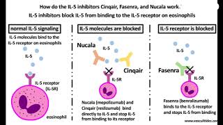 Benralizumab mode of action [upl. by Colligan]