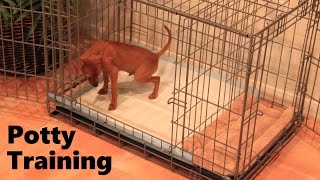 Puppy Apartment  Official Video  Part 2 of 2 [upl. by Nolan]