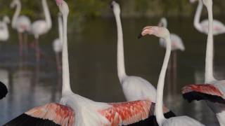 Flamants rose de Camargue [upl. by Leschen530]