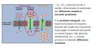 Trasporto di membrana e trasporto vescicolare delle sostanze 1A [upl. by Verras]