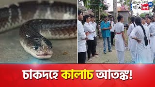 Residents of Chakdah afraid of snakes in locality  Sangbad Pratidin [upl. by Orest]