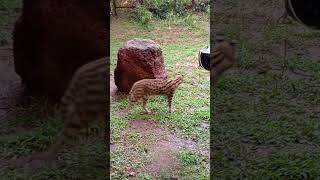 Serval cat in zoo [upl. by Philipines]