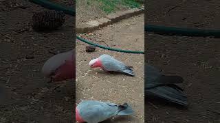 ITS A TREAT TO HAVE A VISIT FROM GALAHS 🦜 [upl. by Iclehc]