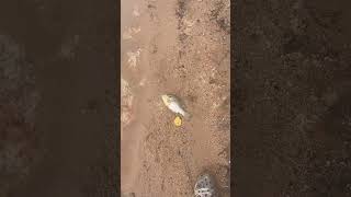 3 dead fish Igot hurt😆￼ [upl. by Hertz]