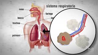 Respirazione il viaggio dellossigeno [upl. by Acinej]