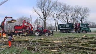 GroßGrößeram Größten Pappel Fällungen und andere Katastrophen Wie rechnet sich das Equipment [upl. by Frasco]