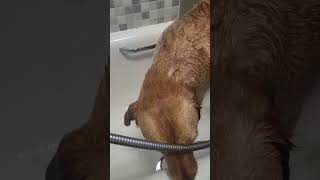 Molly the fox red Labrador crying while getting bathed [upl. by Eerehs]