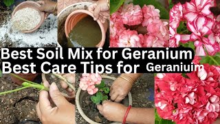 How to Grow Geraniums from Cuttings Rose Geranium Propagation fertilizing and Care tips in Nepali [upl. by Innus]