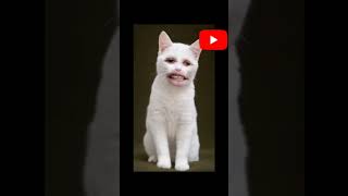 billi ki comedy [upl. by Llebanna231]