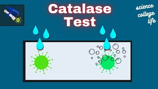 Catalase Test  Microbiology Lab [upl. by Matthews755]