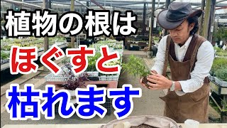 【ちょっと待った】実はその植え付け方間違ってます 【カーメン君】【園芸】【ガーデニング】【初心者】 [upl. by Giguere]