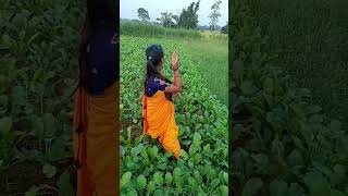 muli and dhaniya khet me masti comedy Bimla Gupta [upl. by Etnuahc]