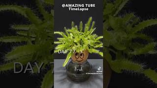 Time lapse Frutto del Drago shorts music love travel dragon foryou diy plants perte fruit [upl. by Eladnyl]