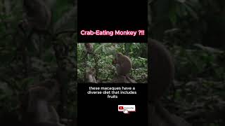 CrabEating Macaque The Primate Crab Connoisseur [upl. by Urbannai]