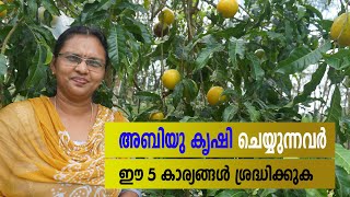 അബിയു കൃഷി ചെയ്യുന്നവരറിയാൻ Abiu Fruit [upl. by Thielen]