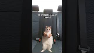 Le gite in famiglia🤣 pt1 follow meme funnyvideo funnyshorts virale cat [upl. by Akemahs16]