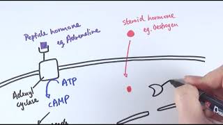 A2 Biology  Endocrine system and hormone types OCR A Chapter 141 [upl. by Yetnruoc]