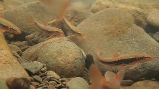 Longnose Dace spawning Monroe Co Ohio 42419 [upl. by Jolenta]