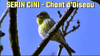 SERIN CINI  Chant doiseau [upl. by Caines696]