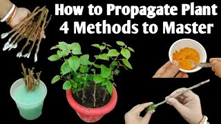 Powerfull Rooting Hormones  How to Propagate Plant 4 Methods to Master  Roots Hormone uses [upl. by Adyl190]