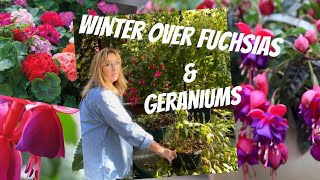 HOW TO WINTER OVER FUCHSIAS amp GERANIUMS [upl. by Cummins913]