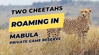 Cheetahs Roaming in Mabula Private Game Reserve  Wild Earth [upl. by Arluene]