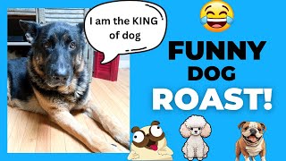 HILARIOUS A German Shepherd’s Roast on Other Dog Breeds 😂 [upl. by Attayek]