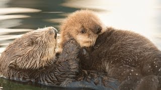 Sea Otter Orphan Gets Adopted [upl. by Danell]