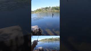 Simple Panfish setup fishing [upl. by Ahmed33]