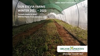 Our Stevia Farm EP09 Season Winter 2122 [upl. by Mcferren]