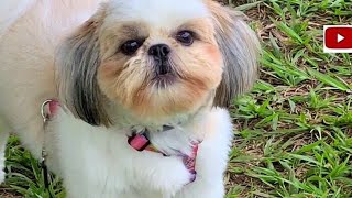 Latido de cachorro Shih Tzu [upl. by Adnilem]