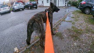 MANTRAILING TRAINING URBAN AREA│4 10 2020│Tala dutch shepherd [upl. by Nylidnam]