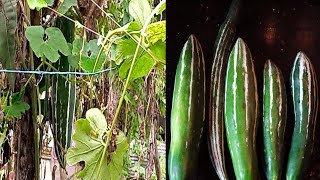 দারুন স্বাদে গরম ভাতে চিচিঙ্গা রেসিপিChichinga Recipe in BengaliSnack Gourd Recipe [upl. by Uhej]