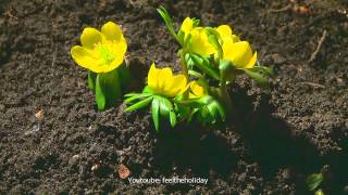 Time lapse Zeitraffer Winterlinge winter aconite Eranthis hyemalis syn Helleborus hyemalis [upl. by Longmire]