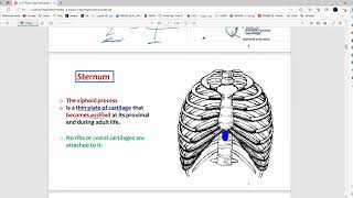 RS Anatomy  Thoracic Cage amp Intercostal Muscles  Mutah [upl. by Jaquith]