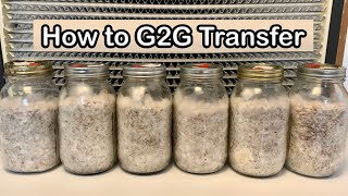 How to Propagate Mushroom Spawn  Grain to Grain Transfer [upl. by Condon]