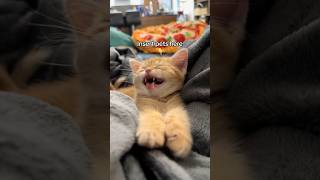 Clementine 🍊 deserves all the pets 🩷 cat foster kitten fosterlove cuteanimal talkingcat [upl. by Evvy]