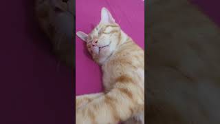 Gangguin Acing anak kucing tidur 😹 kucingoren kucing kucingtidurlucu shorts [upl. by Eniladam]