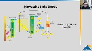 BIOL201 Ch82  Light Dependent Reactions of Photosynthesis [upl. by Tyika]