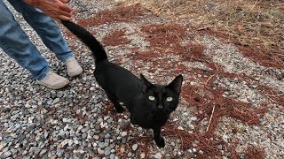 The black cat I met on the forest path is so cute and friendly [upl. by Suoirred]