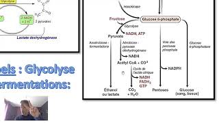 Glycolyse voie des pentoses phosphates et cycle de Krebs [upl. by Mcgregor335]