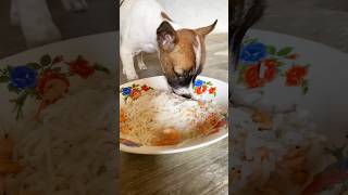 Puppy can eat mix food puppy eating foodshorts [upl. by Alanah739]